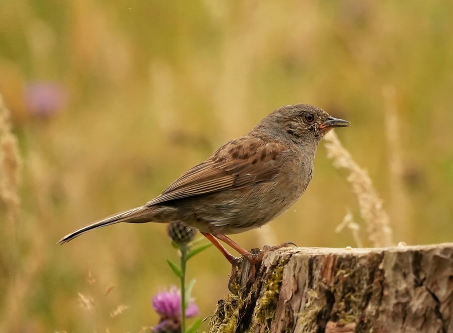 Free-Wildlife-Image-Dunnock