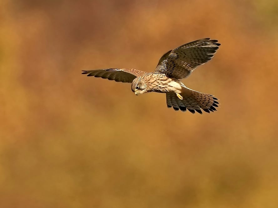 Free-Wildlife-Image-Kestrel