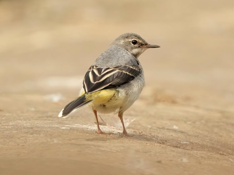 Free-Wildlife-Image-Wagtail