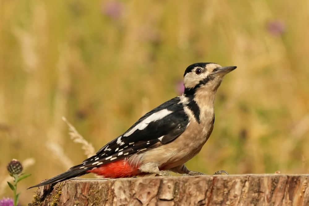 Free-Wildlife-Image-Woodpecker