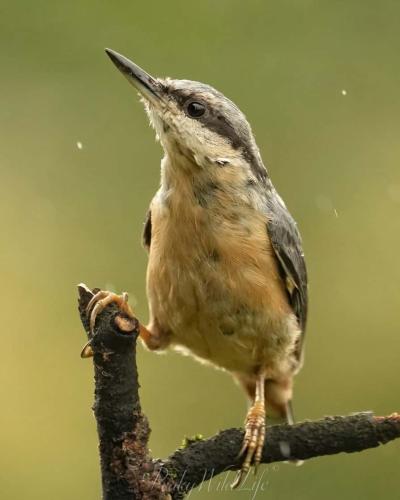 Nuthatch