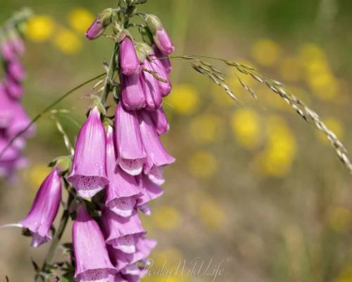 Fox Gloves