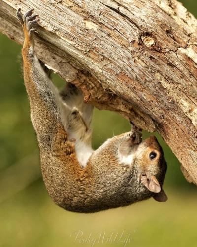 Grey Squirrel