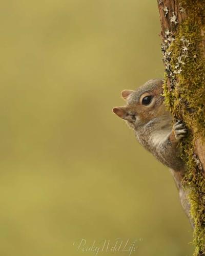 Grey Squirrel - "Peek-a-boo"