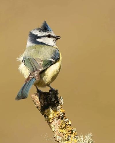 Blue Tit - "Little Punk Rocker"