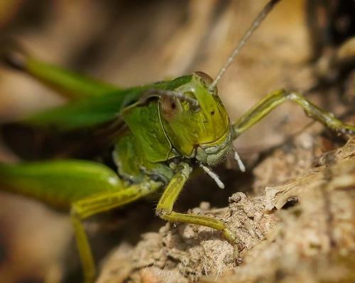 Grasshopper