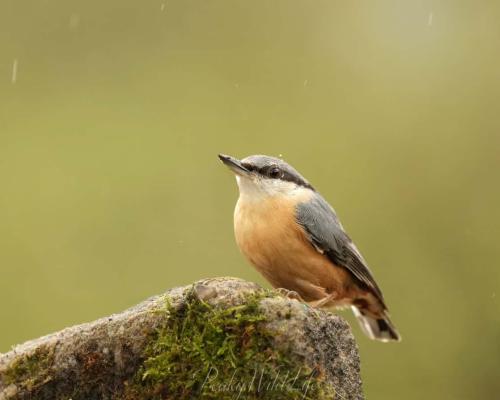 Nuthatch 