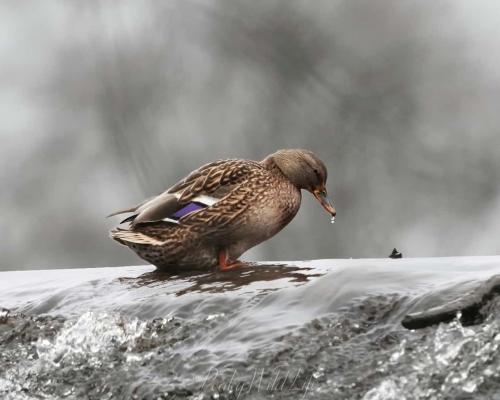 Mallard Duck - Female