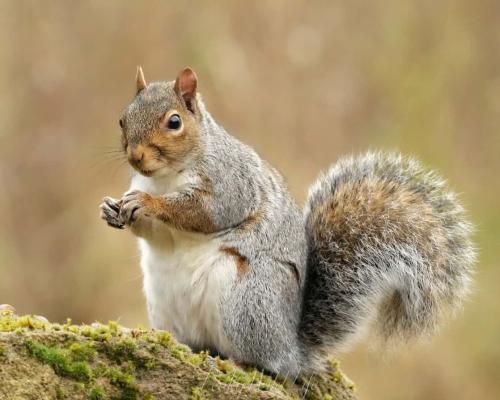 Grey Squirrel