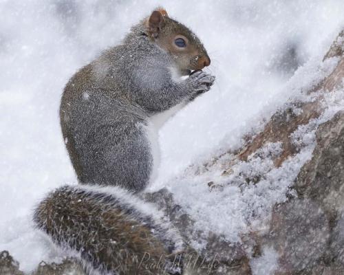 Grey Squirrel