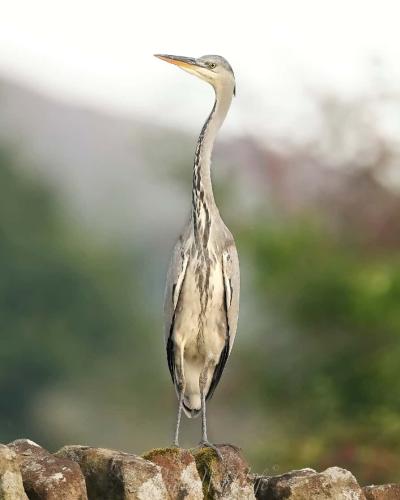 Cormorant 