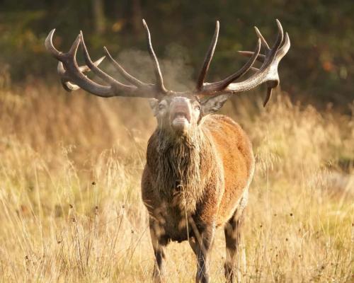 Red Deer - Stag