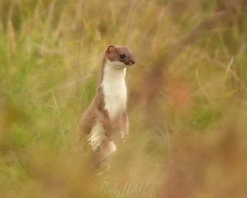 Stoat