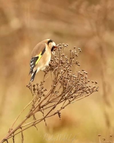 Goldfinch 