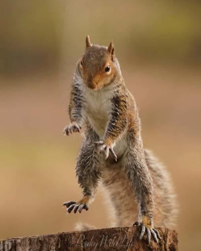 Grey Squirrel