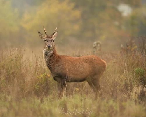 Red Deer - Young Male