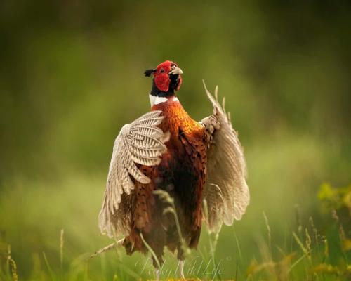 Pheasant - Male 