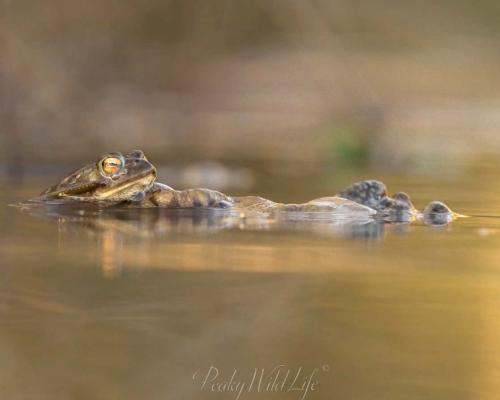 Toads - Mating