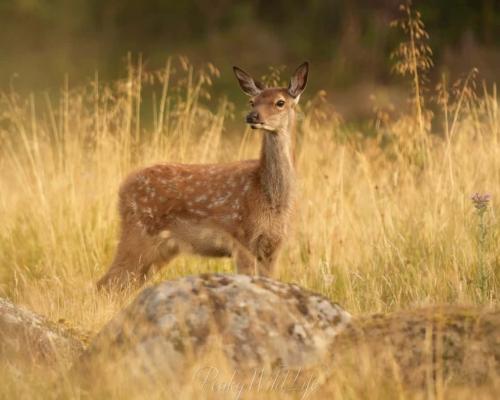 Red Deer - Calf