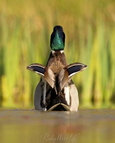 Mallard - Male