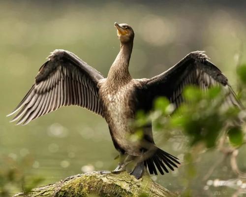 Cormorant 