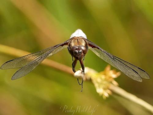 Broad Bodied Chaser